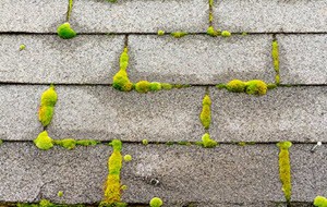 Moss And Algae Removal Service in Clear Lake